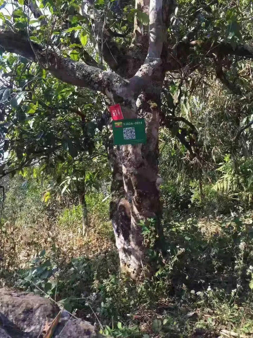2013年缅甸815古树，外国的老班章。
#普洱茶#