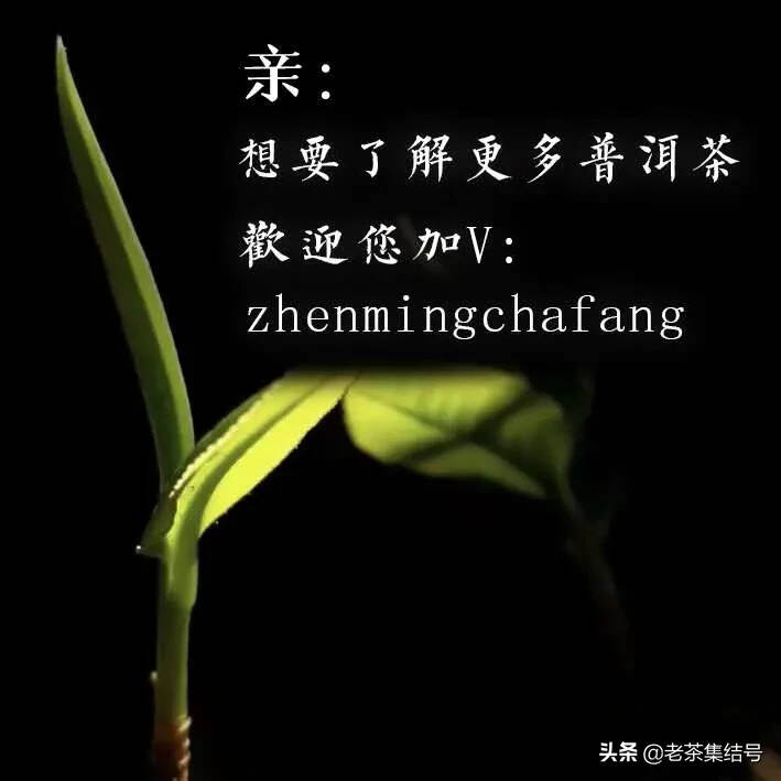 02年凤庆香竹箐茶王树，老粽包