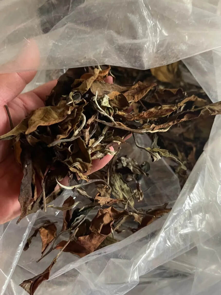 2020年帕沙古树白茶。甜蜜香高。#普洱茶# #普洱