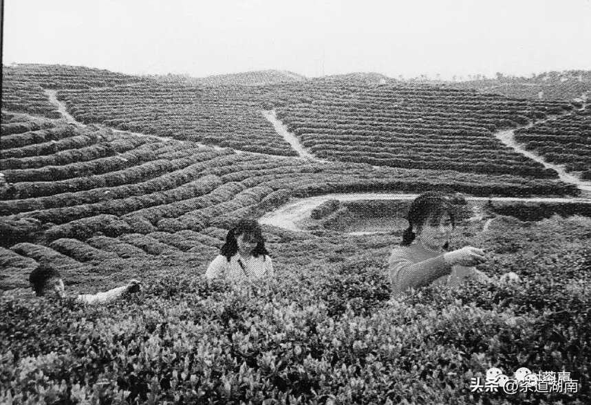 您记忆中的茶厂——上世纪80年代“茶类改制”后益阳地区茶厂名录