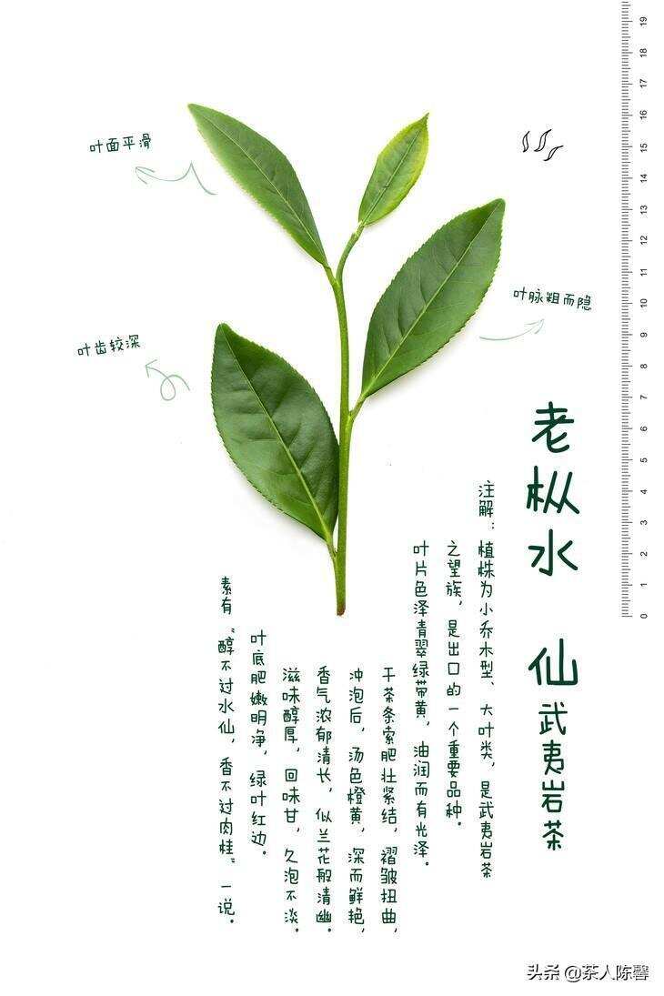 评茶篇————武夷岩茶 之老枞水仙