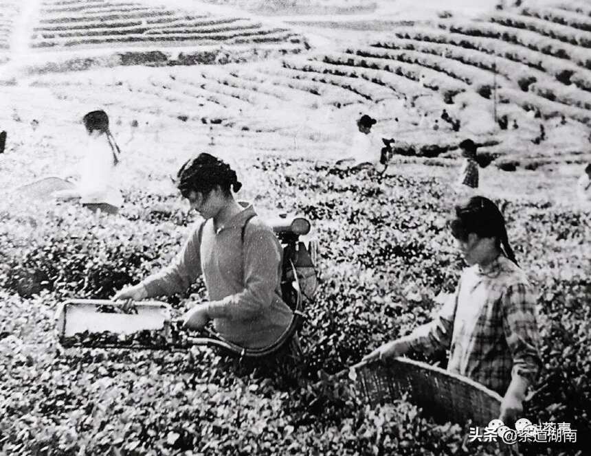 您记忆中的茶厂——上世纪80年代“茶类改制”后益阳地区茶厂名录