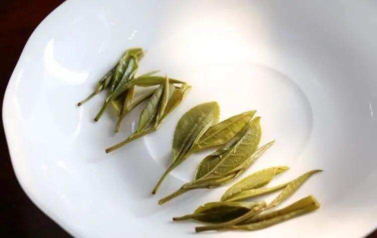 黄茶 | 黄小茶 霍山黄芽 -- 唐时以兵三千兵保护的茶