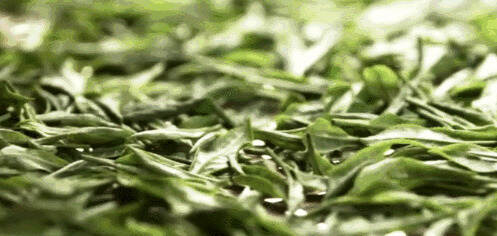 黄茶 | 黄小茶 霍山黄芽 -- 唐时以兵三千兵保护的茶