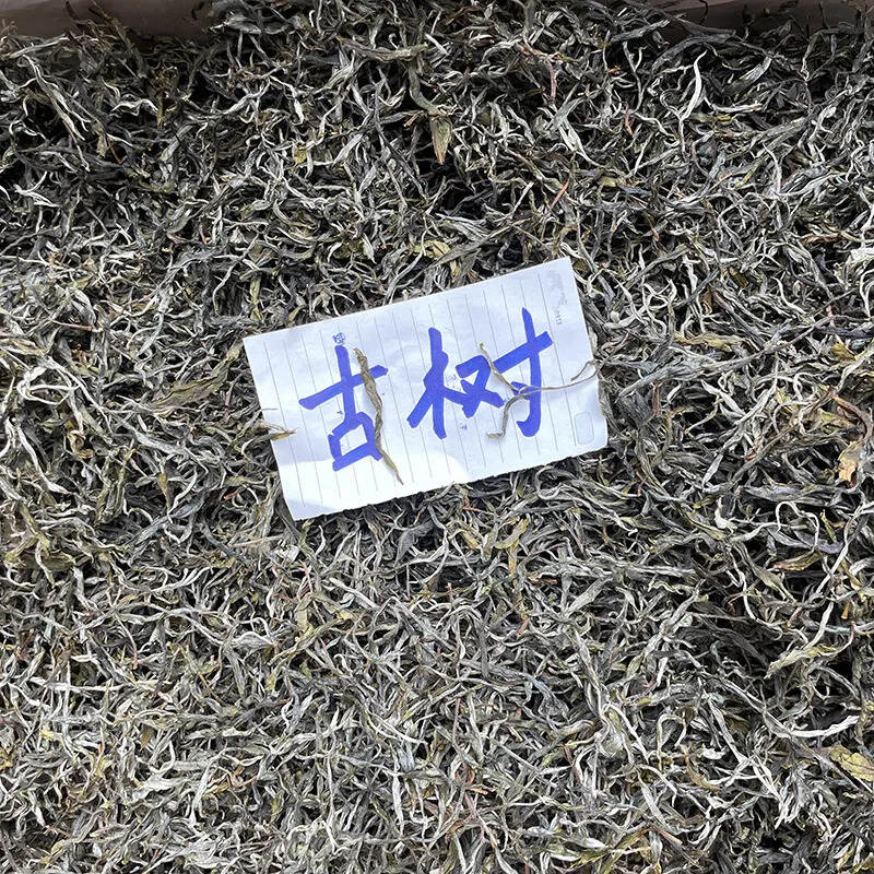 新茶严选：2022年帕沙中寨古树。#普洱茶# #广州