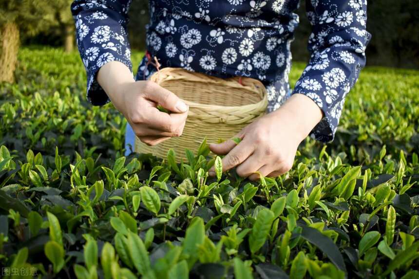绿茶联赛 ▏曾经的江南省两大绿茶对比？当绿杨春茶遇上舒城小兰花