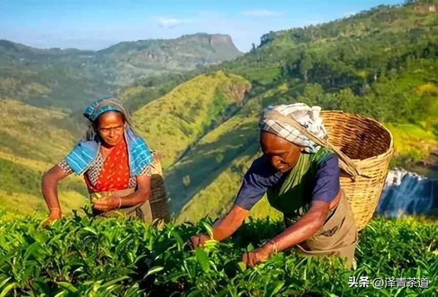 国外著名的红茶产区都有哪些？