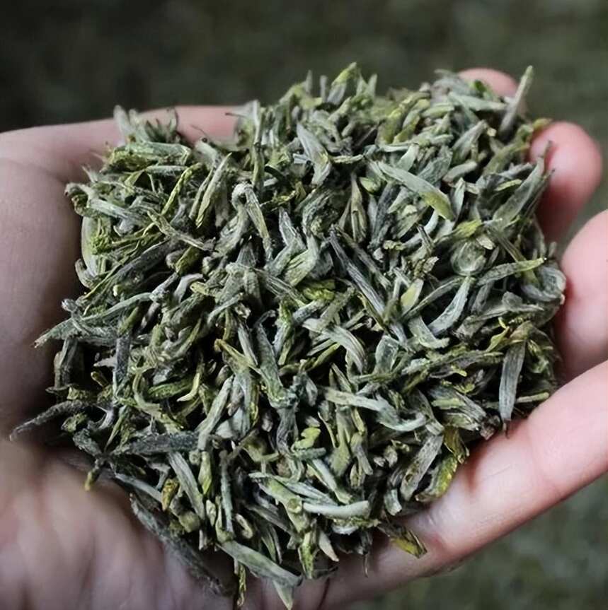 黄茶 | 黄小茶 鹿苑毛尖 -- 呦呦鹿鸣而来的山寺僧茶