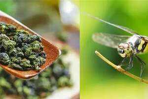 蜻蜓头蛤蟆背蜜蜂腿泥鳅条……茶叶中那些形象的比喻