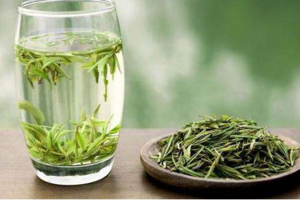 安吉白茶不是白茶是绿茶