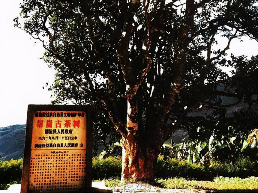 普洱茶古茶树的3个之最，和古茶树的3种类型