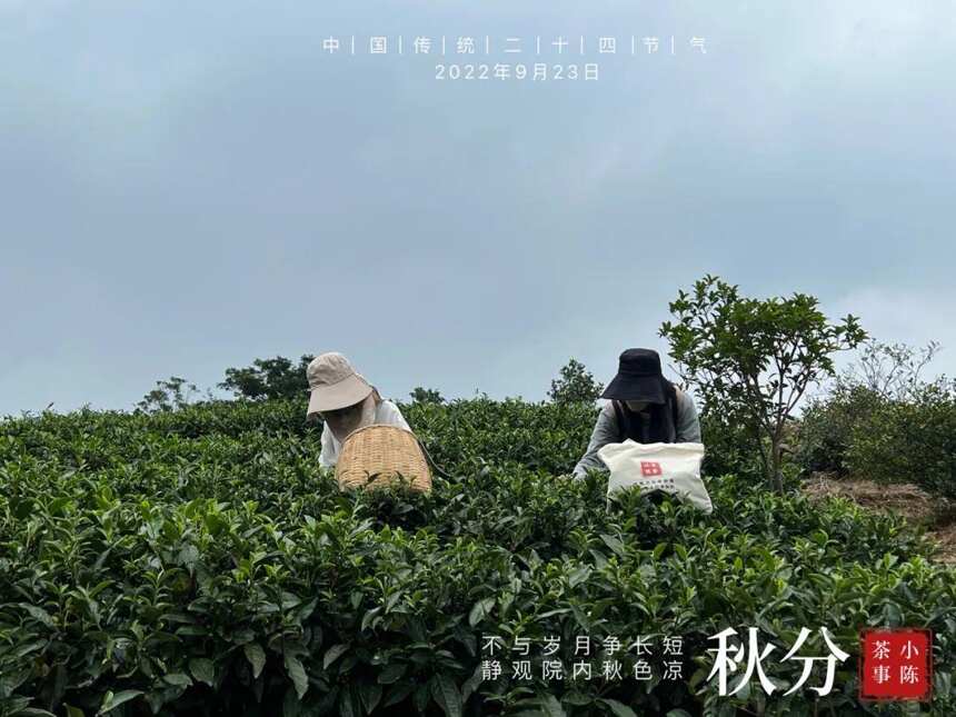 白露茶绝产，寒露茶堪忧，秋分茶会是2022秋季的白茶绝唱吗？