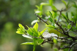 茶叶种植测土配方施肥技术