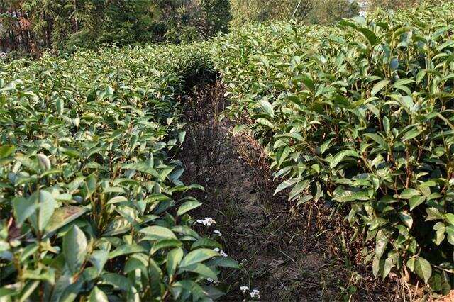 茶叶种植茶园缺硫怎么办？