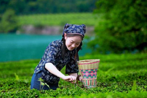 一斤上好绿茶到底要采摘多少颗芽头？