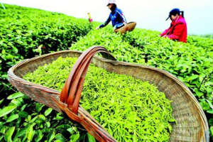 茶园茶叶生态采摘技术