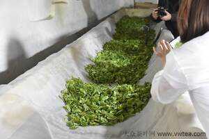 绿茶的制作工艺流程