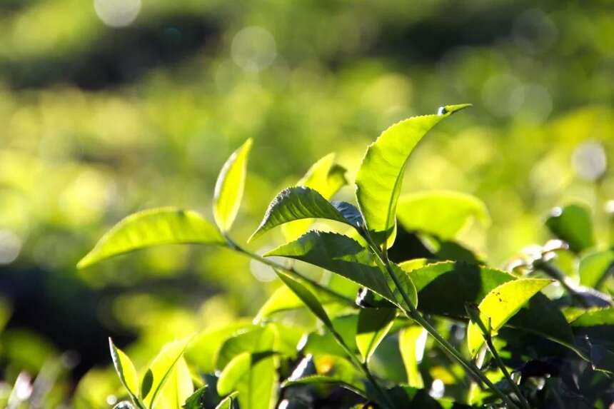 茶产业应防控六大风险