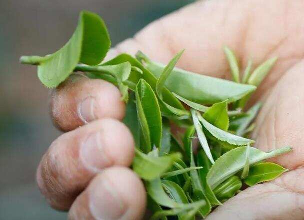 倚邦古树茶特点_倚邦是贡茶的代表，有小叶种的普洱茶山
