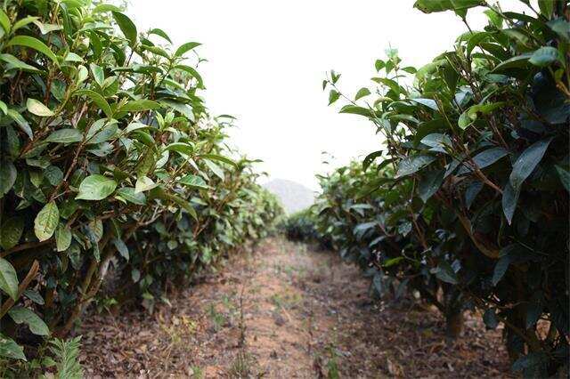 茶叶种植如何科学合理施肥？