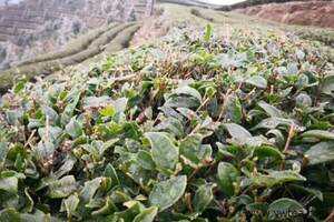 在冬季出现大幅度的降温避免茶树出现低温冻害的抵御措施