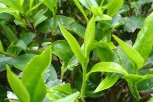 茶叶种植条件有哪些