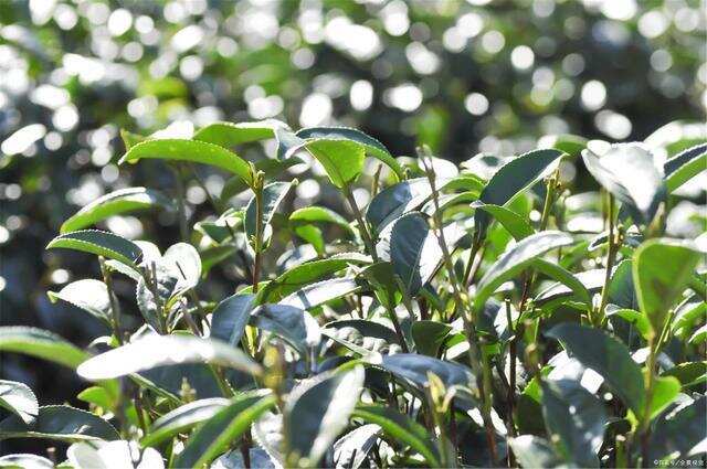 茶树如何正确管理能够增产？