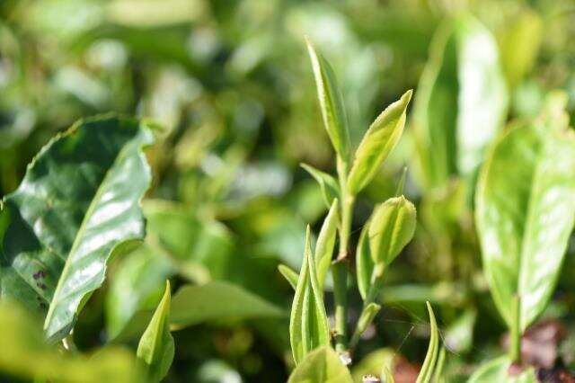 茶叶种植应如何合理施肥