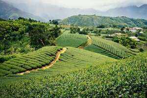 中国台湾的茶之美如何探索？