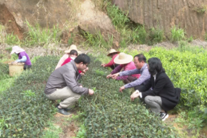 广东省农科院茶研所联手华顺农林建设茶树育繁推一体化示范基地