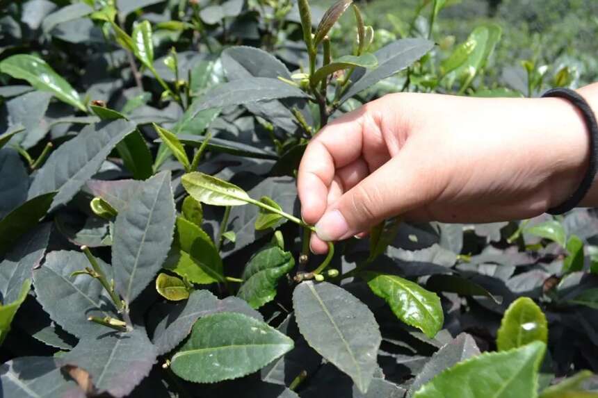 科技川茶藏茶原料采收模式及配套栽培技术研究