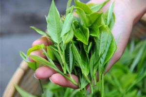 鲜叶到绿茶发展香味的初制技术到底暗藏什么神奇？