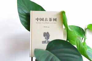 中国古茶树促进茶树种质资源研究保护茶树遗传多样性