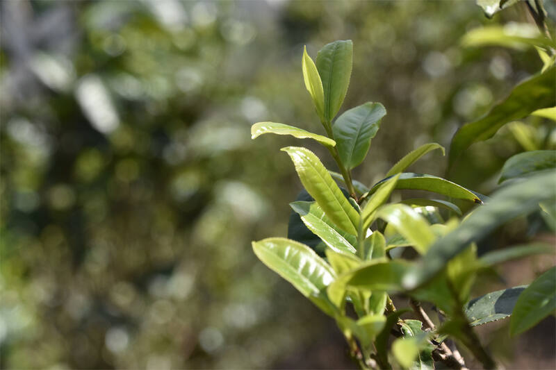 茶叶种植怎么施叶面肥好？