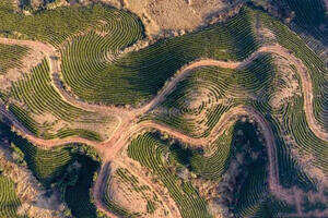 航拍江西遂川千亩茶叶种植基地层层叠叠如大地指纹