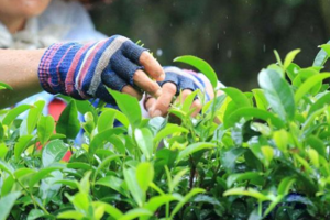 茶树采摘后应该如何管理？