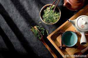 茶叶栽培技术分享
