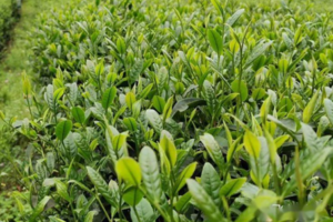 普洱茶的种植要点有哪些？