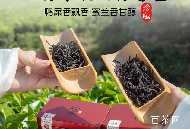 凤凰单丛茶到底是属于哪一个茶系呢？