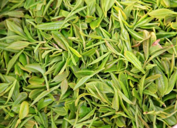 海青绿茶多少钱一斤？2020海青茶的功效及最新价格介绍？