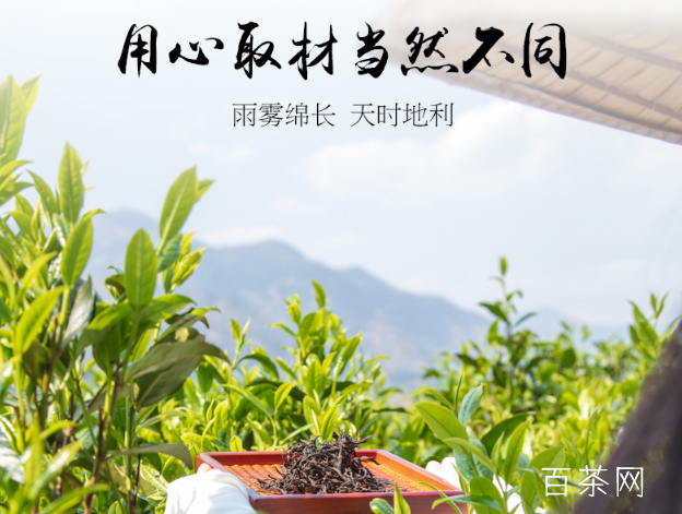 潮州凤凰单丛茶独特“山韵”的成因