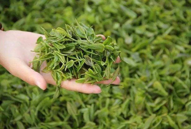海青绿茶多少钱一斤？2020海青茶的功效及最新价格介绍？