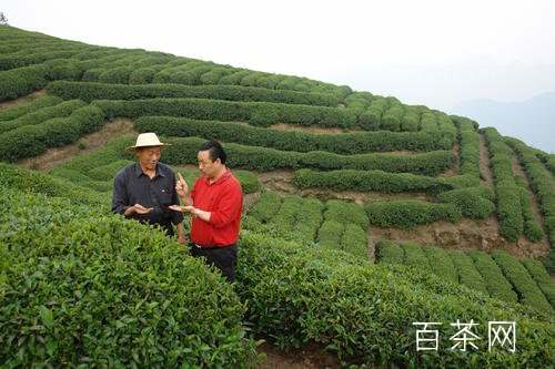 峡州碧峰是什么茶？