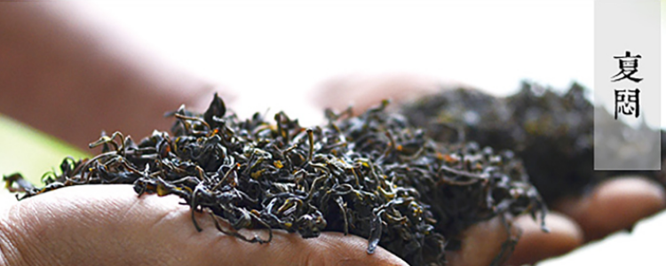 霍山黄大茶属于什么茶？有什么功效？