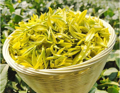 黄金芽茶叶多少钱一斤？2020安吉白茶黄金芽的最新报价？