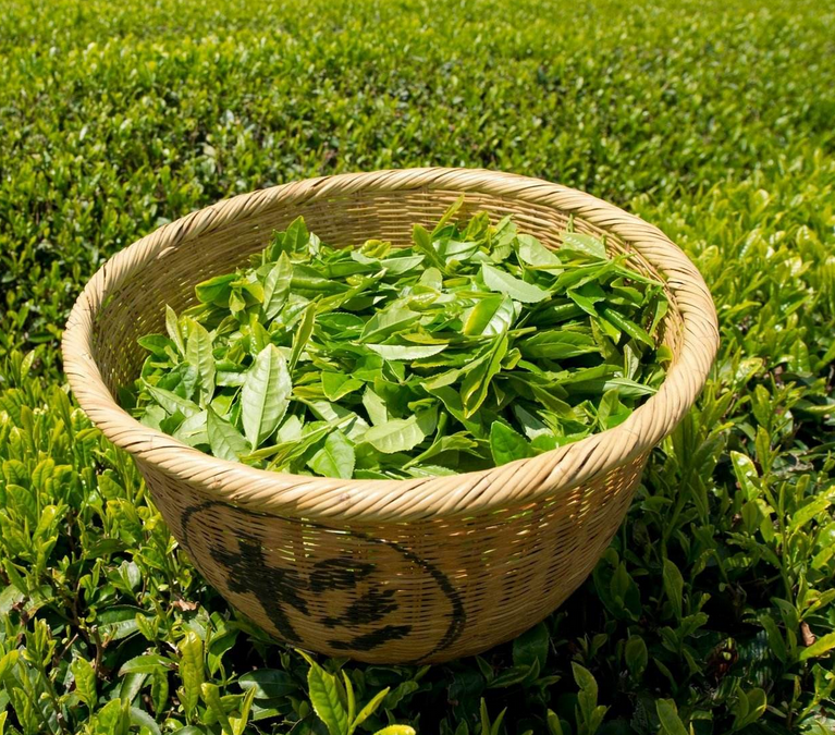 女人喝绿茶的好处？女性常喝绿茶能够延缓衰老？