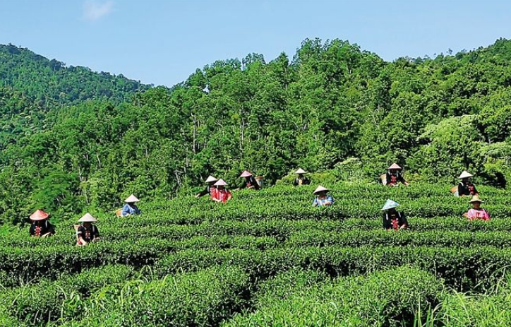 五指山绿茶多少钱一斤？2020五指山水漫镇的绿茶最新价格？