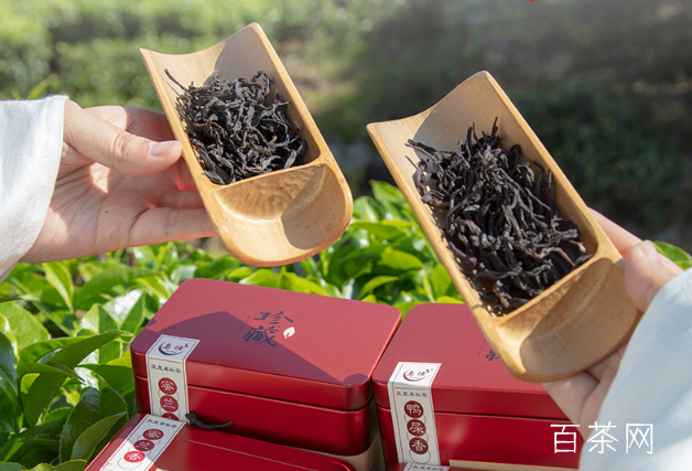 潮汕单丛乌龙茶种类，有上百个单丛株系、品系、品种名称
