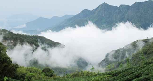 台湾乌龙茶都有哪些，这13种最出名