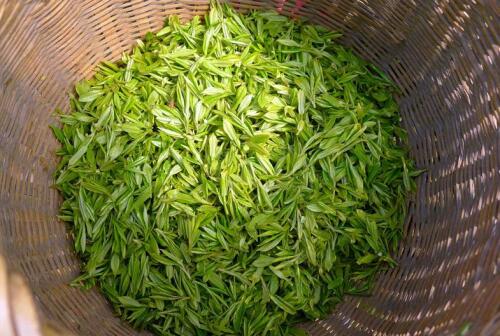 龙井茶品种？西湖龙井茶的3个品种及产地介绍？